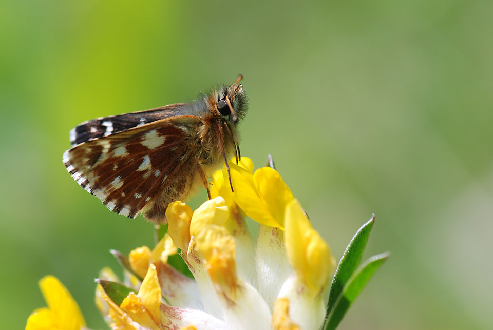 Da identificare - Spialia sertorius